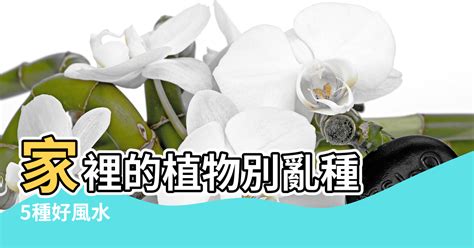 家裡植物風水|家裡的植物別亂種！命理師湯鎮瑋曝5大植栽風水禁忌，盆栽放「。